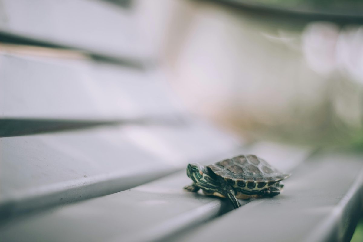 Turtle on a bench